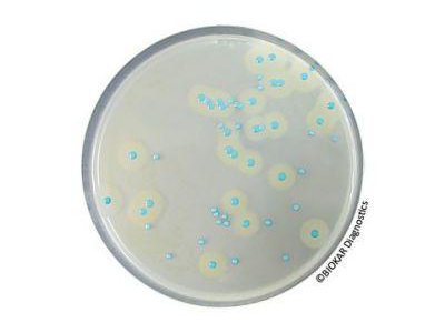 ������˹�ؿ�����ɫ������