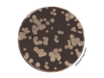 ���Ͼ�������ɫ������